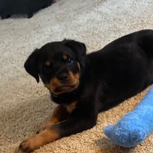 Meet your Posher, Lily